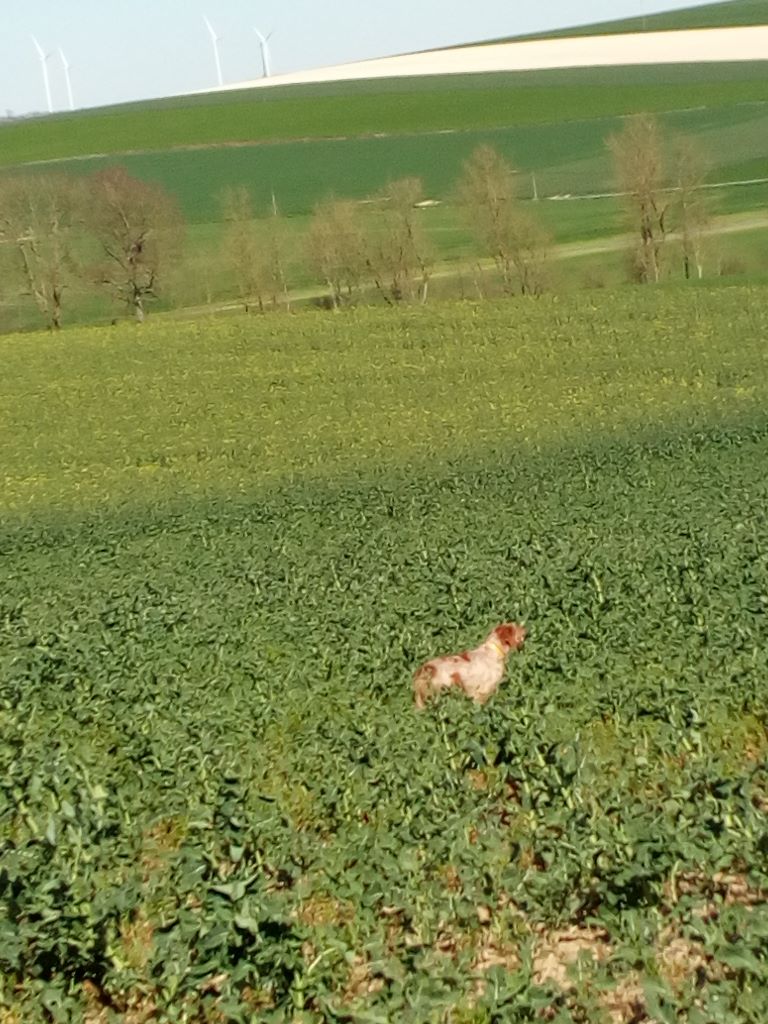 Narko du domaine du puech