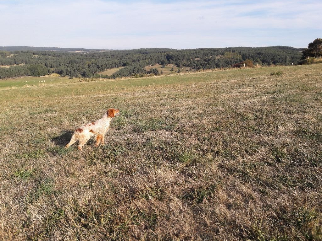 Narko du domaine du puech